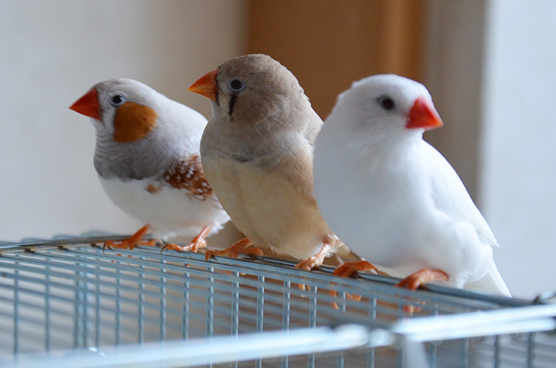 かわいい小鳥 キンカチョウ 錦華鳥 のよいこらもちがいる生活 仙台で子育てをする やまライダー夫婦 のブログ