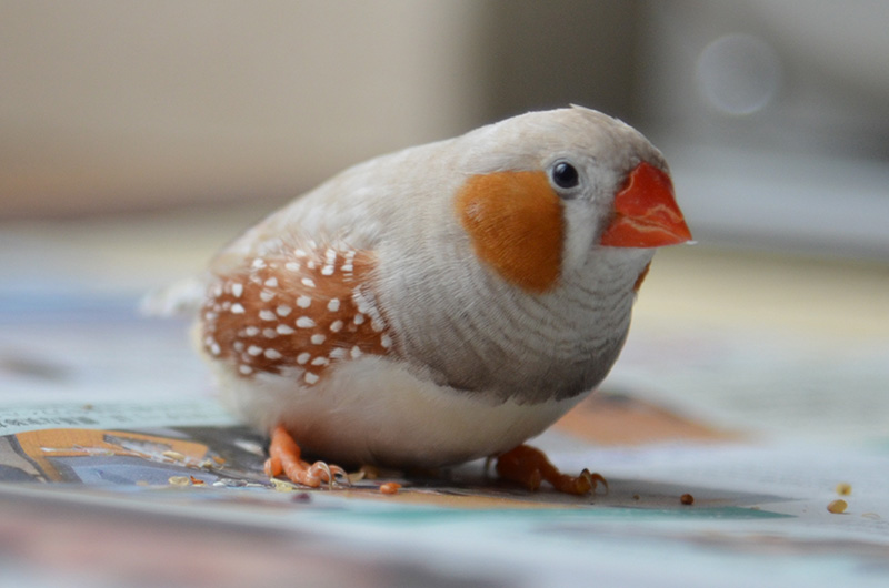 かわいい小鳥、キンカチョウ（錦華鳥）のよいこらもちがいる生活｜キンカチョウ（錦華鳥）｜仙台で子育てをする やまライダー夫婦 のブログ